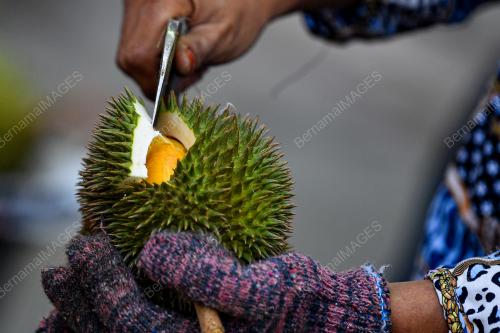 MUSIM DURIAN