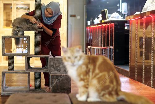 HARI KUCING SEDUNIA