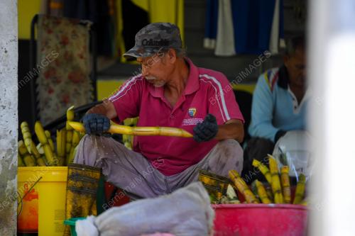 PENGUSAHA TANAMAN TEBU