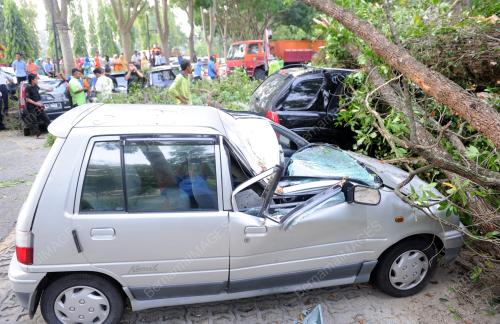 NS11_14082012_POKOK_TUMBANG