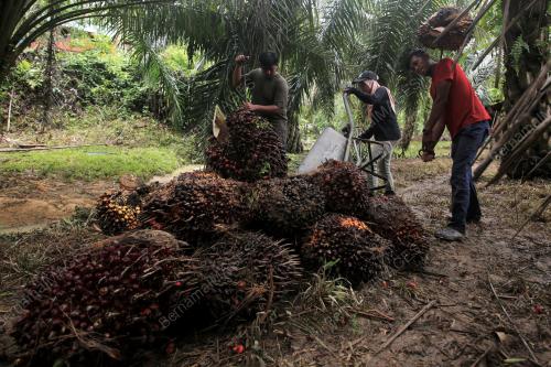 PENEROKA FELDA