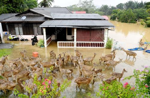 BANJIR_LINGGI