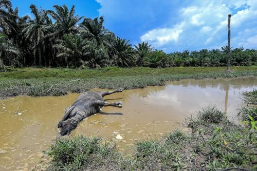 TERNAKAN KERBAU MATI DISYAKI DIRACUN