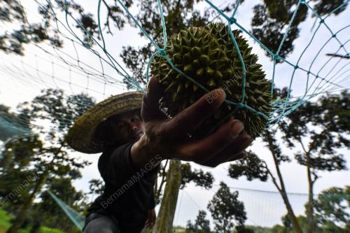 DURIAN