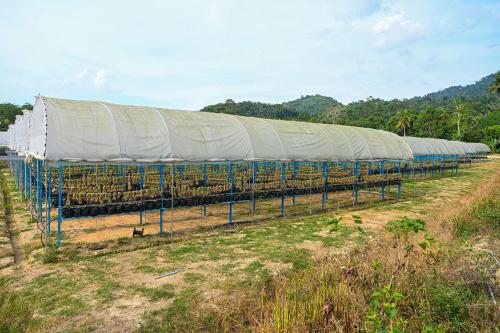 USAHAWAN BAWANG