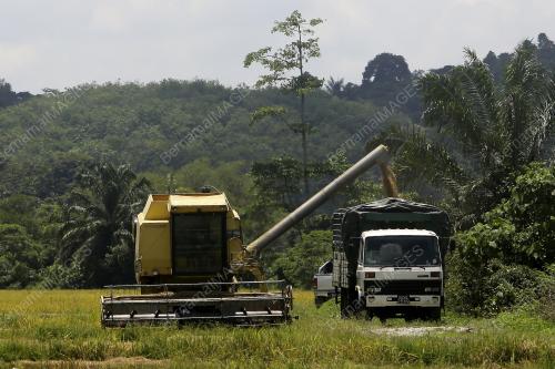 MUSIM TUAI PADI DI KUALA PILAH