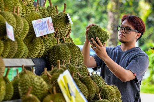 MUSIM DURIAN