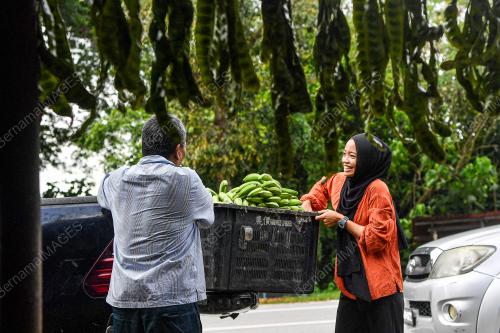 BUAH-BUAHAN TEMPATAN