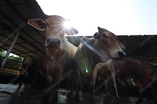TINJAUAN LEMBU KORBAN