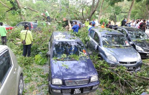 NS12_14082012_POKOK_TUMBANG