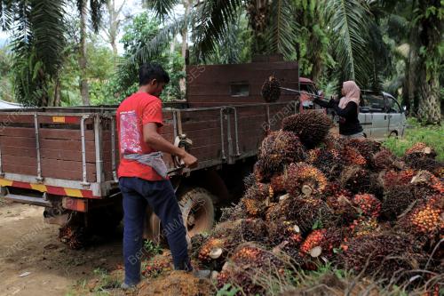 PENEROKA FELDA