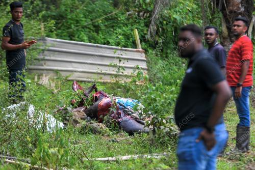 TERNAKAN KERBAU MATI DISYAKI DIRACUN