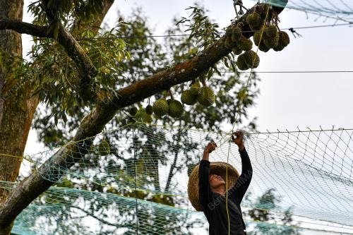 DURIAN