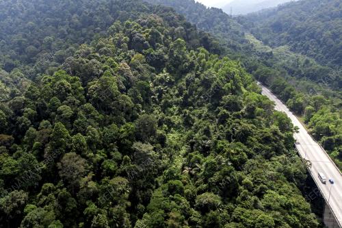 HARI HUTAN ANTARABANGSA 2022