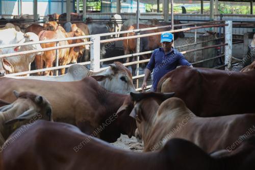TINJAUAN LEMBU KORBAN