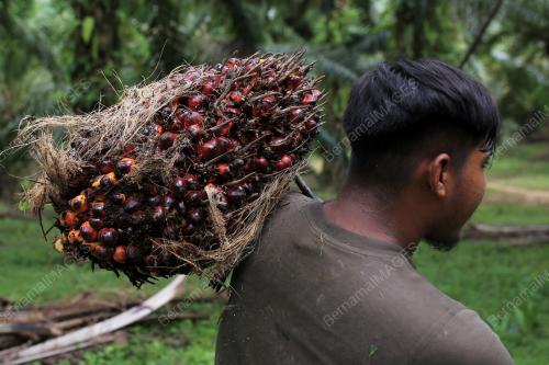 PENEROKA FELDA
