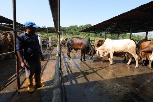TINJAUAN LEMBU KORBAN