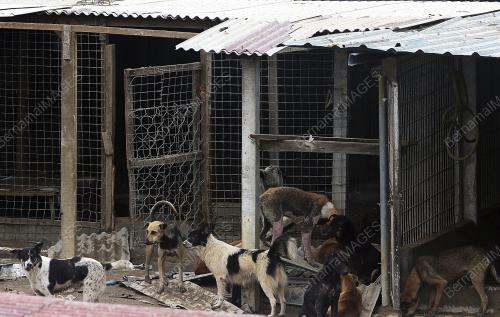 PUSAT PERLINDUNGAN ANJING LIAR