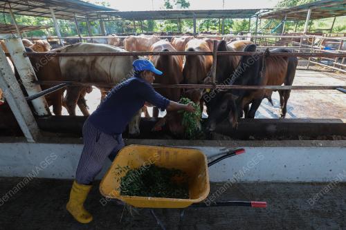 TINJAUAN LEMBU KORBAN