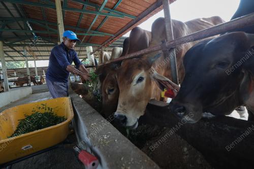 TINJAUAN LEMBU KORBAN