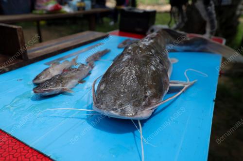 PROGRAM EKSPEDISI MEMBURU IKAN BAUNG