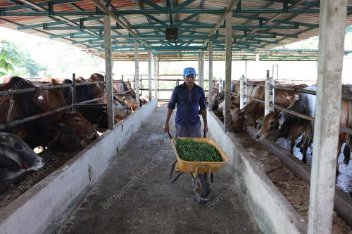 TINJAUAN LEMBU KORBAN