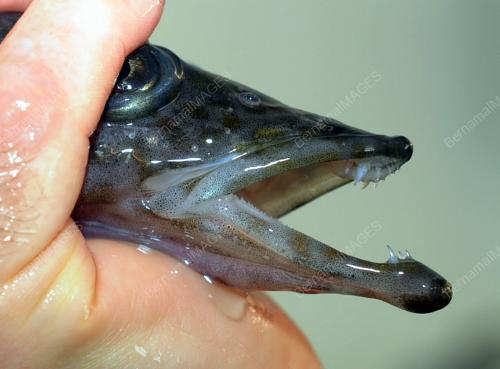 IKAN NAGA