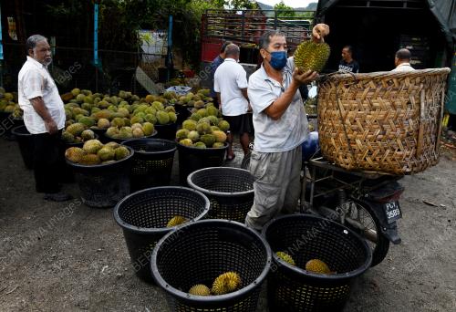 DURIAN_PULAU