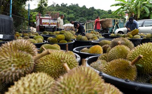 DURIAN_PULAU