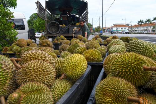 DURIAN_PULAU