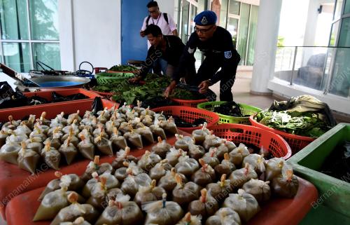 PG00_08042019_MARIN_KETUM_BN201902251564