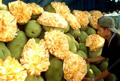 PG01-020200_BUAH_NANGKA_07012016