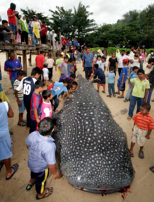 IKAN YU