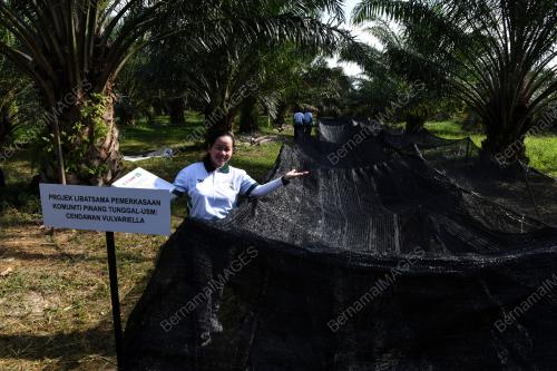 CENDAWAN VOLVARIELLA