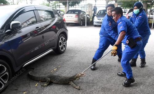 PG01_02102018_BIAWAK_TANGKAP