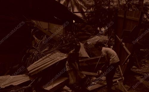 PG01_030490_POKOK_TUMBANG