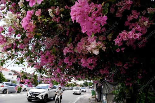 PG01_03052019_BUNGA_BN201905038739