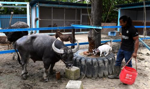 MINI ZOO