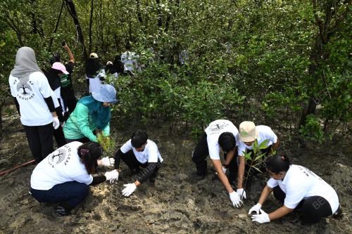 PENANAMAN 500 POKOK BAKAU