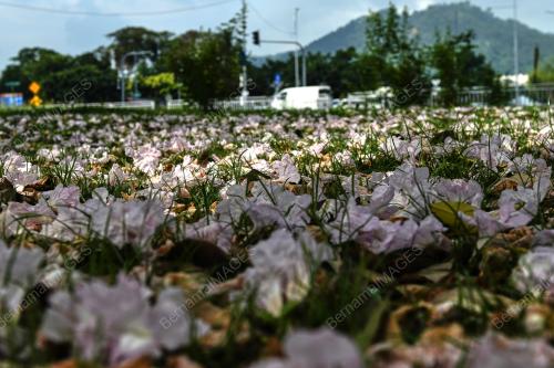 BUNGA SAKURA