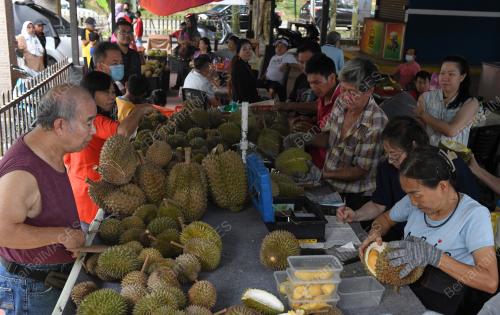 PENGGEMAR DURIAN