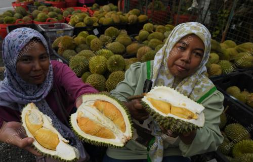 MUSIM DURIAN