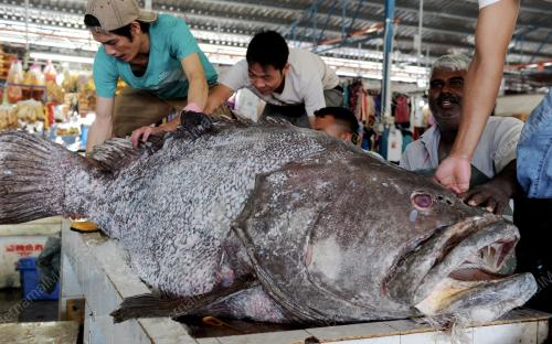 PG01_06012014_IKAN_GERGASI