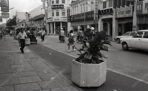 POKOK HIASAN