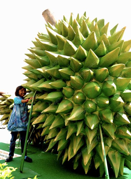 PG01_06062014_DURIAN_GERGASI