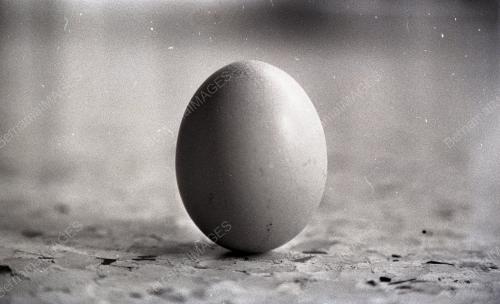 TELUR