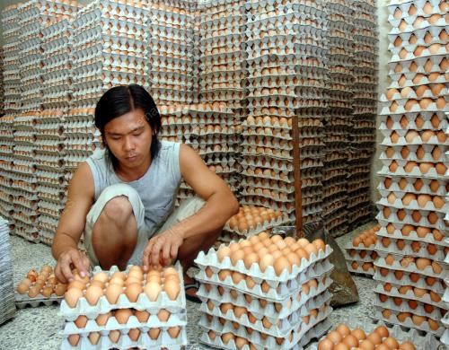 TELUR AYAM