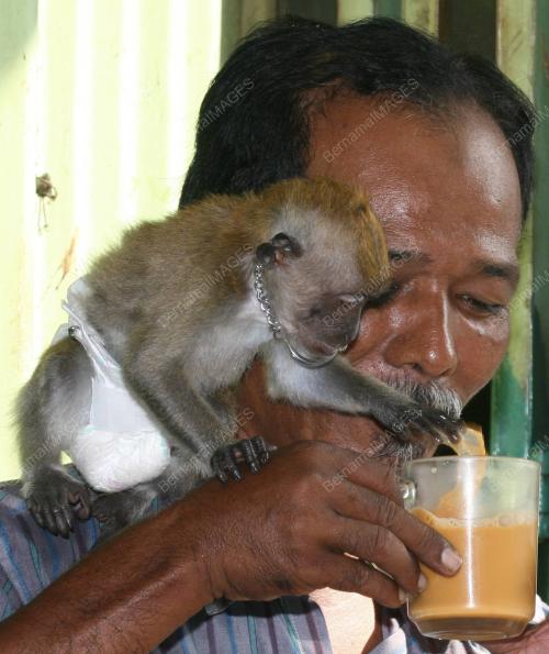 MONYET