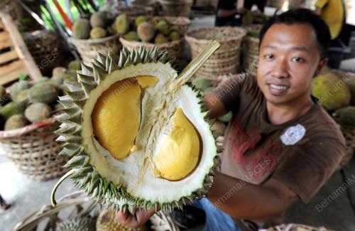 PG01_08062015_BUAH_DURIAN