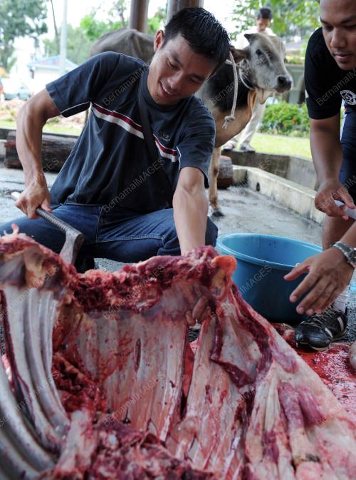 KORBAN LEMBU